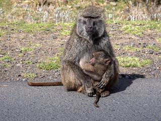 Female Olive Baboon, Papio anubis, with cub, Ethiopia