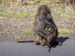 Female Olive Baboon, Papio anubis, with cub, Ethiopia