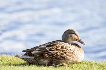 Stockente