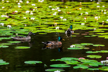 Water lilies on a quiet forest lake. Summer landscape.
