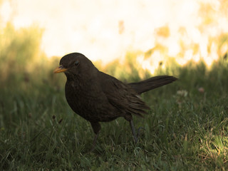 Turdus merula cabrerae