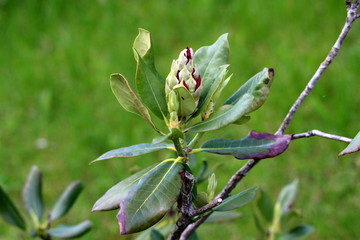 Partially open Rhododendron dark red large flower bud surrounded with thick dark green leaves planted in local urban garden on warm sunny spring day