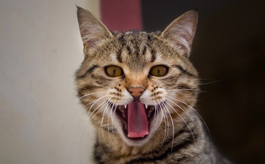 an angry cat looking at the camera