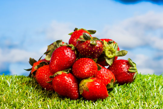 Red strawberries on green grass with blue sky background