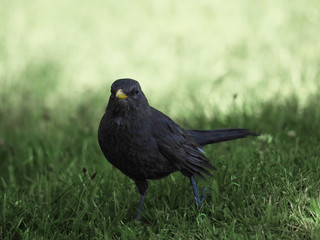 Turdus merula cabrerae