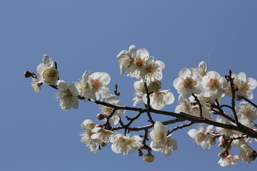 白梅