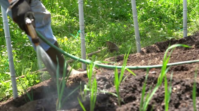 A slow motion of a green vegetables field that is watered by the farmer.