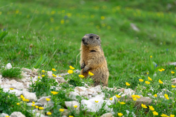 Alpine marmot in the natural environment. Italy. Dolomites.
