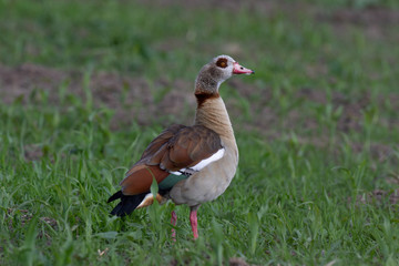 Nilgans Wildgans