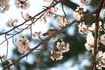 桜と雀