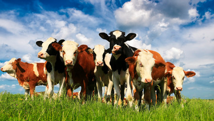 Herd of Beef Cattle grazing in pasture