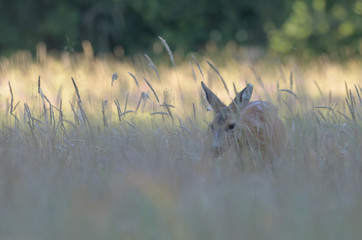 Sarna w środowisku naturalnym © Rafał Okraj