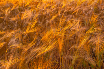 Dry wheat field, drought condintions with heat