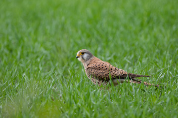Fototapeta premium Turmfalke