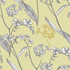 Fototapeta premium Forget-me-not flowers. Botanical illustration. Good for cosmetics, medicine, treating, aromatherapy, nursing, package design, field bouquet. Seamless patterns.