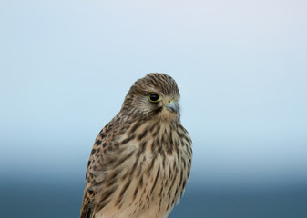 Turmfalke