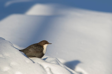 Fearless little white-throatd dipper (Cinclus cinclus)  standing in the snow at sunny winter day in Finnish nature