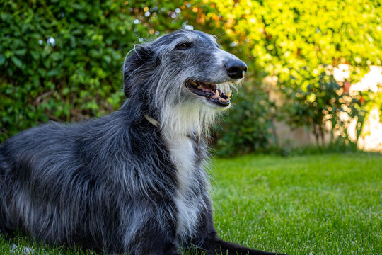 Portrait of greyhound in grass