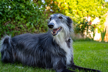 Fototapeta premium Portrait of greyhound in grass