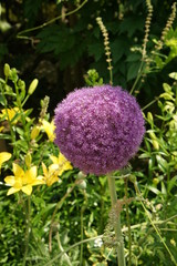 アリウム・ギガンチウム