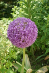 アリウム・ギガンチウム