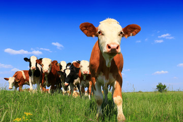 Herd of Beef Cattle grazing in pasture
