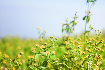 small white daisy flower background