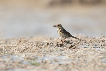 Wiesenpieper