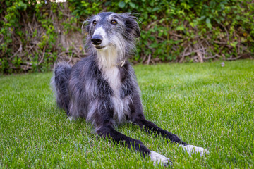 Portrait of greyhound in grass