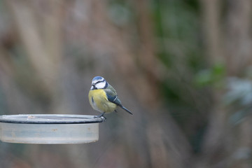 Blaumeise