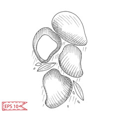 Vector illustration sketch mango. Illustration - fruit.