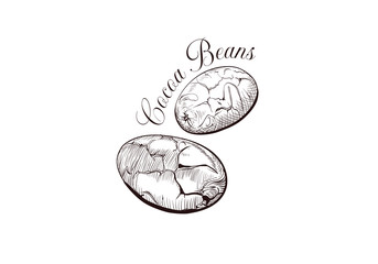 Vector illustration of Cocoa beans