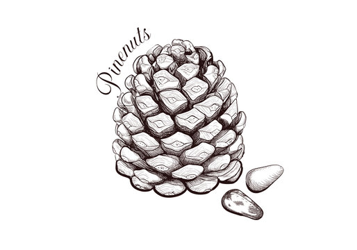 Vector illustration of Pine Nuts