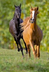 Fototapeta na wymiar Two Horses running playing in summer meadow.