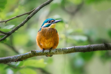 Eisvogel unterm Blätterdach