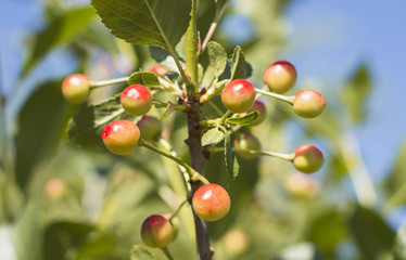 Unripe green cherry berries on a branch in the garden. Close up of the green cherries