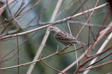 Spatz