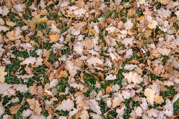 Fallen leaves of oak on green grass. Carpet of fallen autumn leaves, background concept.