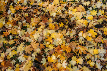 Fallen maple leaves on the green grass. Late autumn, change of season.