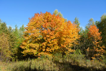 Fototapeta premium Forest in Russia in autumn. Beautiful maple trees with yellow and orange foliage.