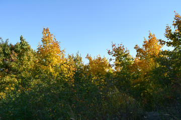 Naklejka premium Forest with green and yellow foliage on the background of blue sky. The beginning of fall season.