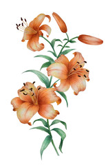Watercolor in traditional Chinese style with the branch of flowering orange lily. Can be used as romantic background for wedding invitations, greeting postcards, prints, textile design, packaging desi