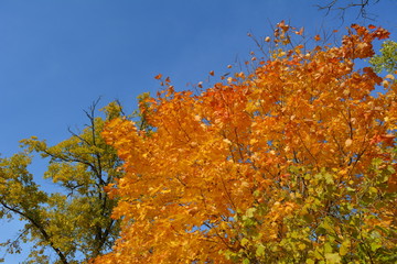 Golden and orange foliage of maple tree on the background of blue sky. Forest in autumn.