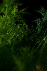 Sweets (Turkish Delight, Marshmallow, Biscuit) in close-up on a wooden table.