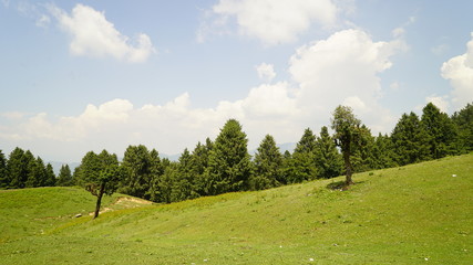Trees, mountains and sky