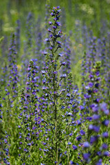Fototapeta premium Fleurs bleues
