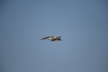 Fototapeta na wymiar seabird flying on a sunny day at a beach