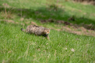 Wildkatze