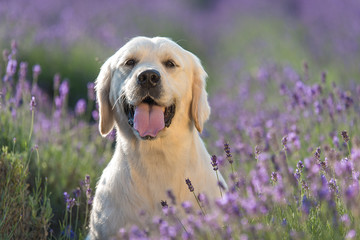 Golden Retriever dog in the lavender field © SasaStock