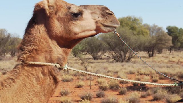 Medium close up shot of camel walking in the desert.
